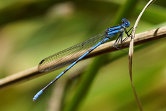 Argia tarascana