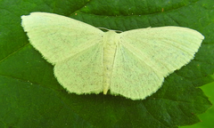 Scopula floslactata