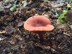 Laccaria bicolor