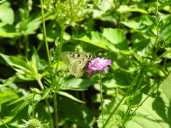 Parnassius mnemosyne