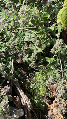 Phacelia ramosissima