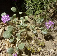Abronia villosa