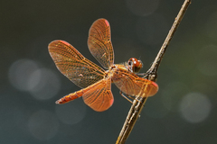 Perithemis domitia