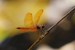 Perithemis domitia