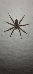 Pisaura