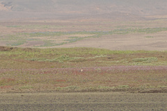 Anser brachyrhynchus