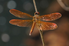 Perithemis domitia