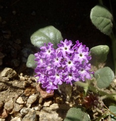 Abronia villosa