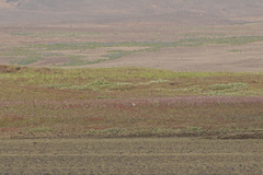 Anser brachyrhynchus