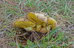 Suillus pseudobrevipes