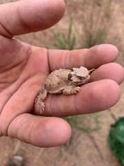 Phrynosoma platyrhinos