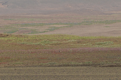 Anser brachyrhynchus