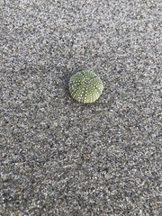 Echinoidea