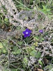 Anchusa officinalis