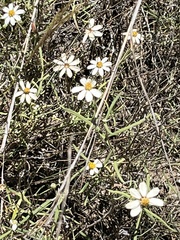 Melampodium leucanthum