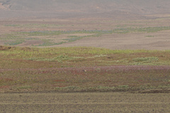 Anser brachyrhynchus