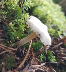 Inocybe pudica