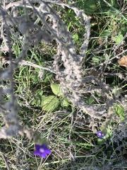 Anchusa officinalis