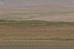 Anser brachyrhynchus