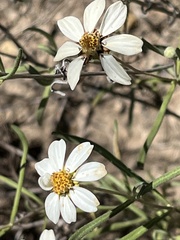 Melampodium leucanthum