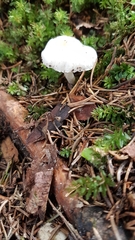 Inocybe pudica