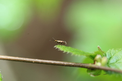 Micropterix tunbergella