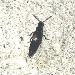 Staphylinini