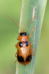 Phyllobrotica quadrimaculata