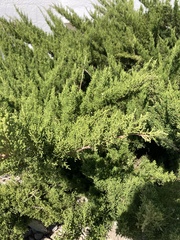 Cupressus