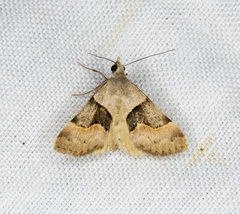 Hemeroplanis incusalis