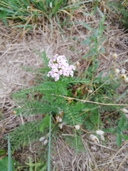 Achillea roseo-alba
