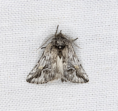 Ursia noctuiformis