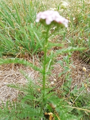 Achillea roseo-alba