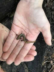 Desmognathus ochrophaeus