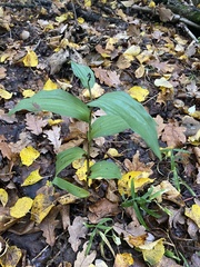 Epipactis