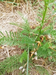 Achillea roseo-alba