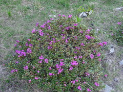 Rhododendron myrtifolium