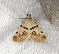 Hemeroplanis incusalis