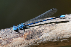 Argia tarascana