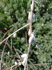 Brephulopsis cylindrica