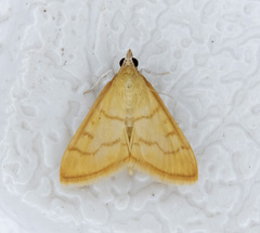 Pyraustini