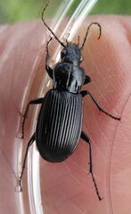 Pterostichus niger