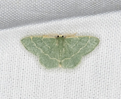 Chlorochlamys phyllinaria