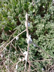 Brephulopsis cylindrica