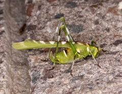 Insara covilleae