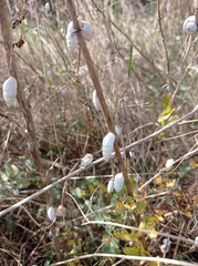 Brephulopsis cylindrica