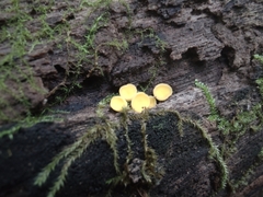 Calycina citrina