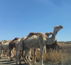 Camelus dromedarius