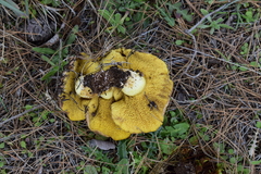 Suillus pseudobrevipes