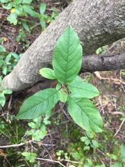 Frangula alnus